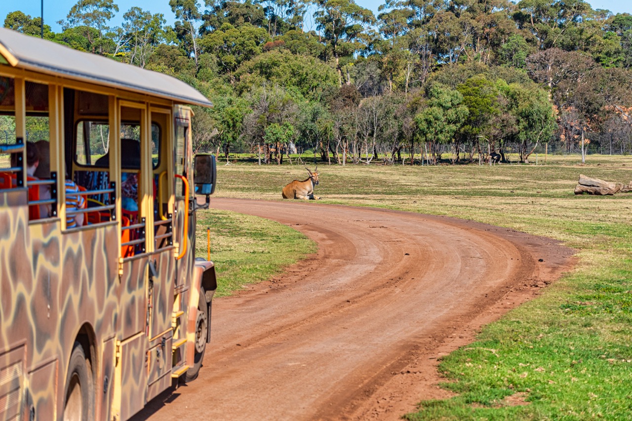 Best Zoos To Visit in Victoria Dollar Car Rental Australia